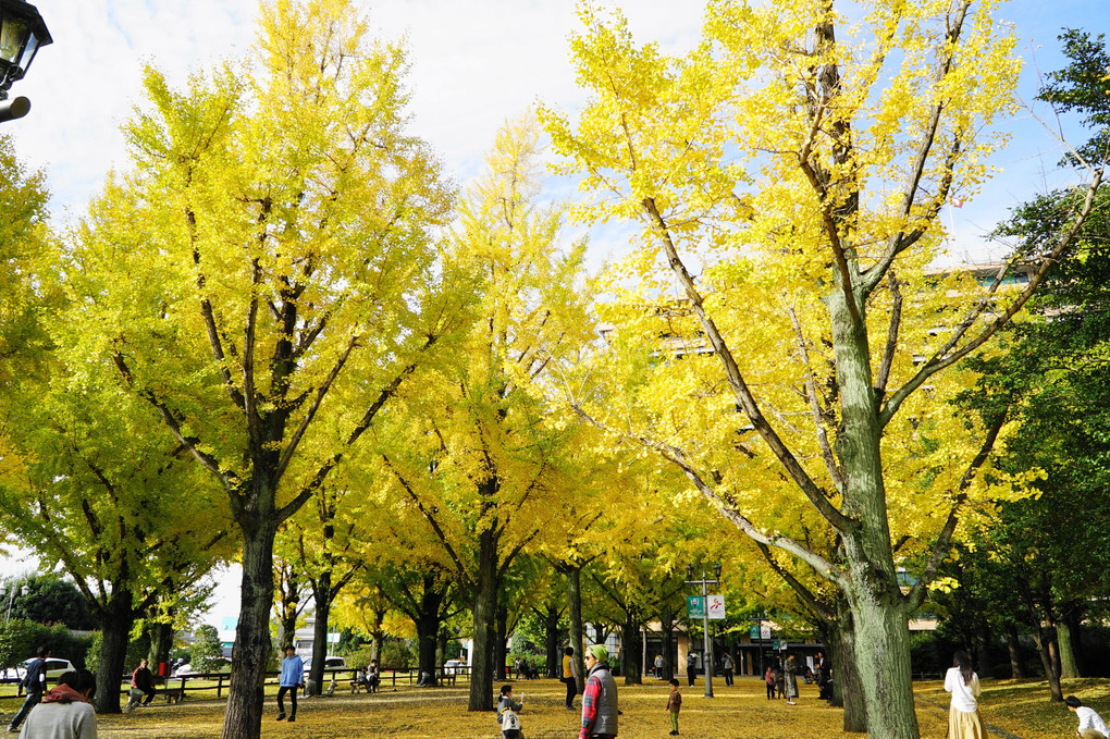 秋の熊本県庁