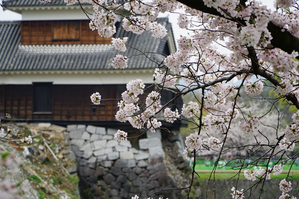桜時期の熊本城