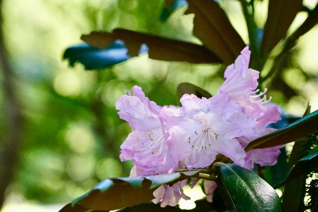 シャクナゲの花