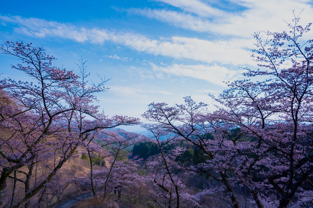 妙義の桜（夕、夜景）8枚組