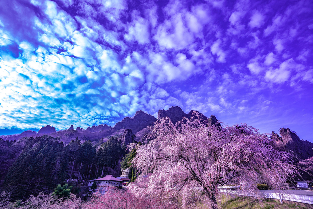 妙義の桜（夕、夜景）8枚組