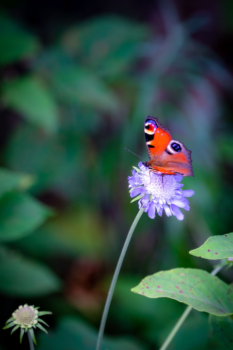 信州の高山蝶（ベニヒカゲ、クジャクチョウ）高山植物（マツムシソウ他）+おまけ