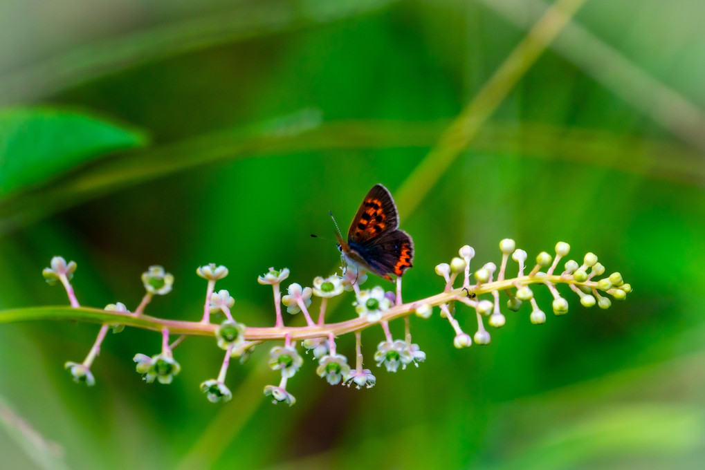 信州の高山蝶（ベニヒカゲ、クジャクチョウ）高山植物（マツムシソウ他）+おまけ
