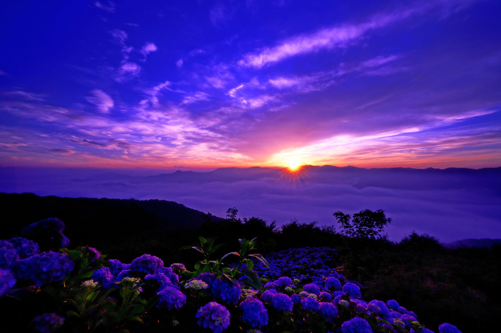 天空の紫陽花Ⅱ