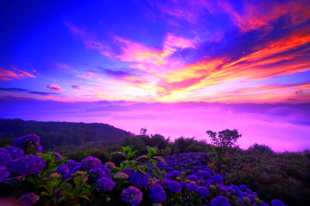 天空の紫陽花Ⅱ