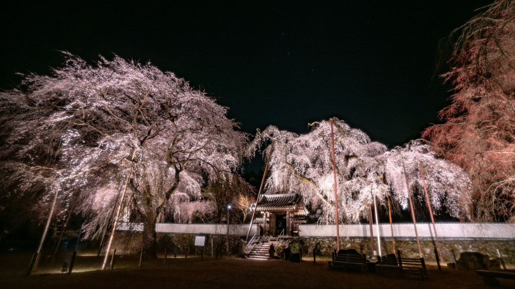 Sakura in 2019　(10枚組）