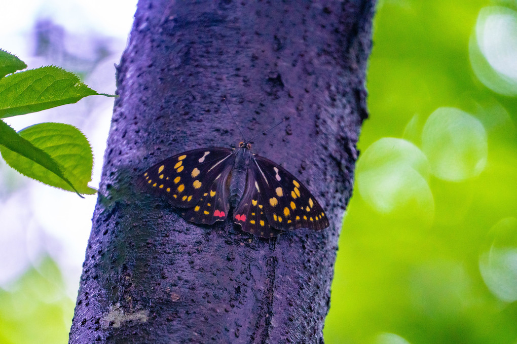国蝶　オオムラサキ