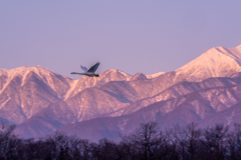 北帰行前の白鳥たち