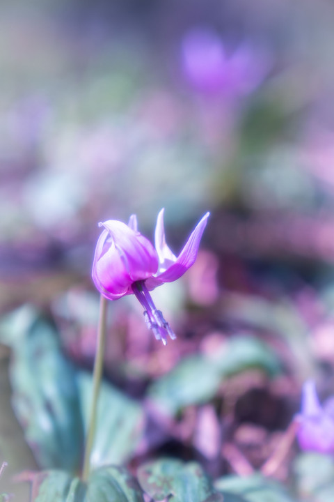 薄紫のカーペットと春告蝶（ギフチョウ）