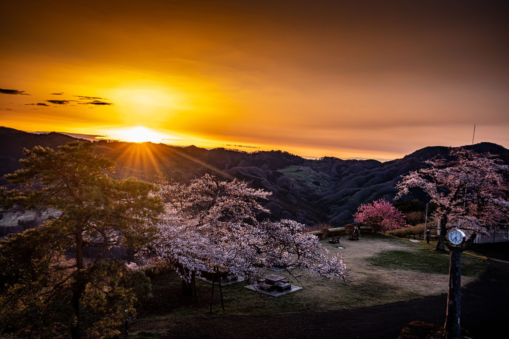 天空桜の夜明け