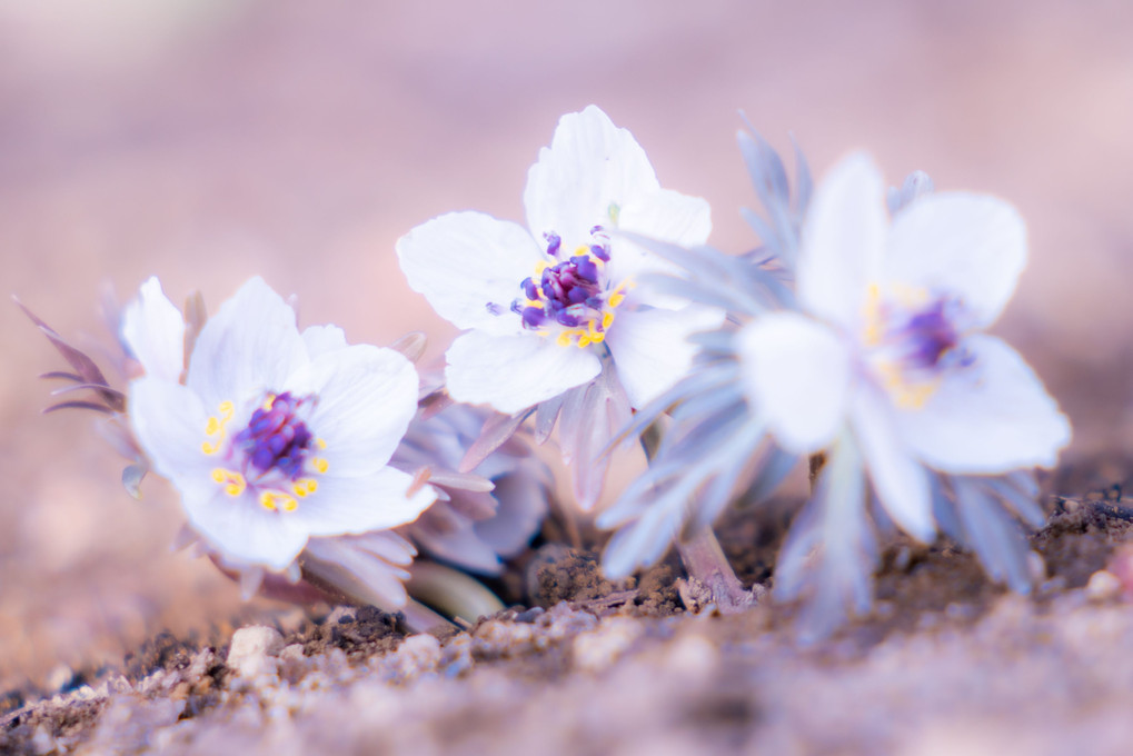Flowers in Spring（セツブンソウ、梅etc　10枚組）