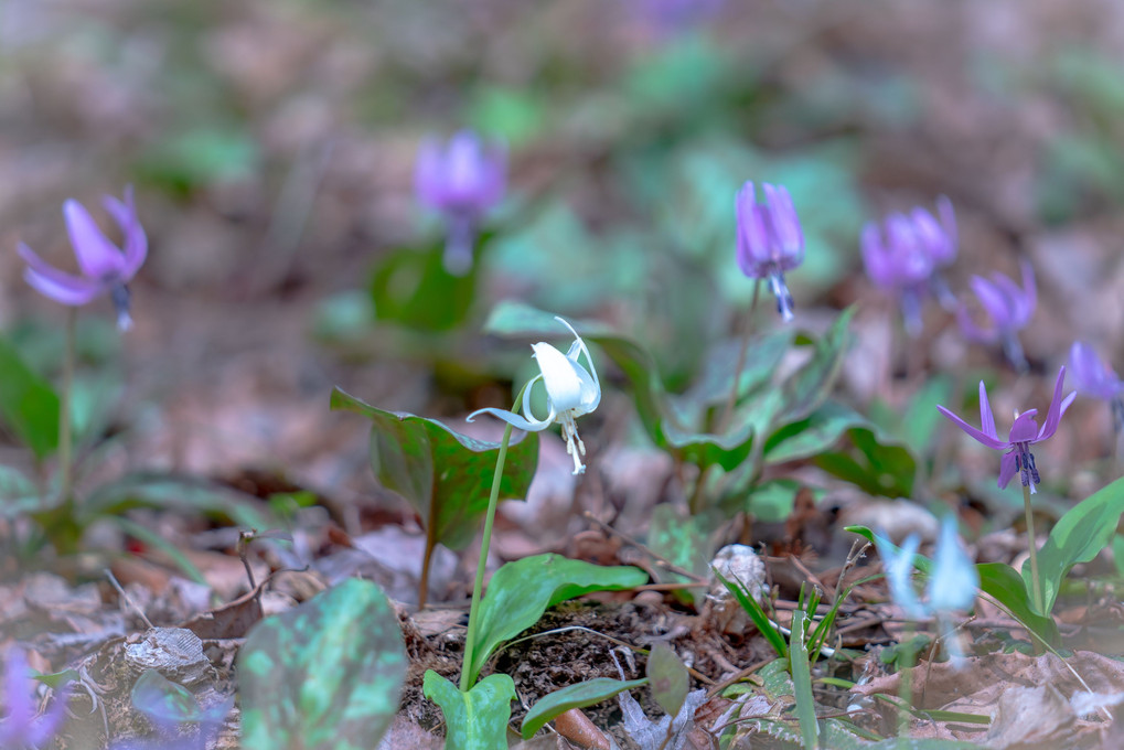 雪国の春　”ギフチョウとカタクリ、里山の花”　（10枚組）