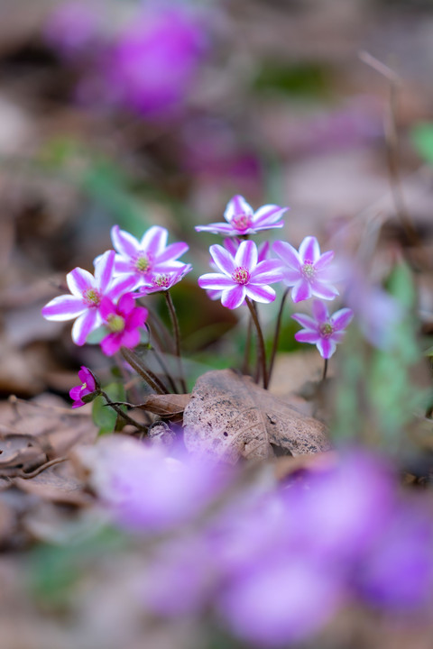 雪国の春　”ギフチョウとカタクリ、里山の花”　（10枚組）