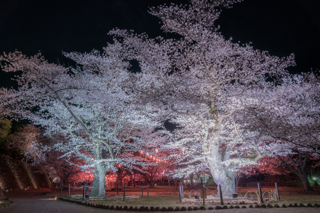 桜紀行2021-4　信州の夜桜、星景（8枚組）