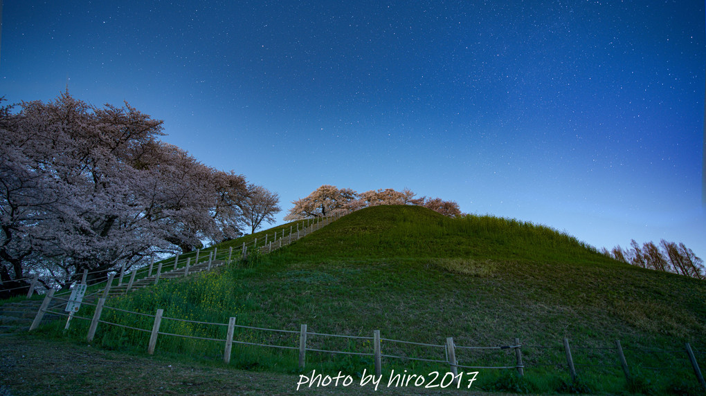 さきたま古墳の桜（5枚組）