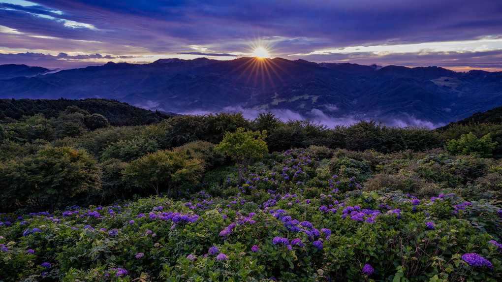 天空の紫陽花2022