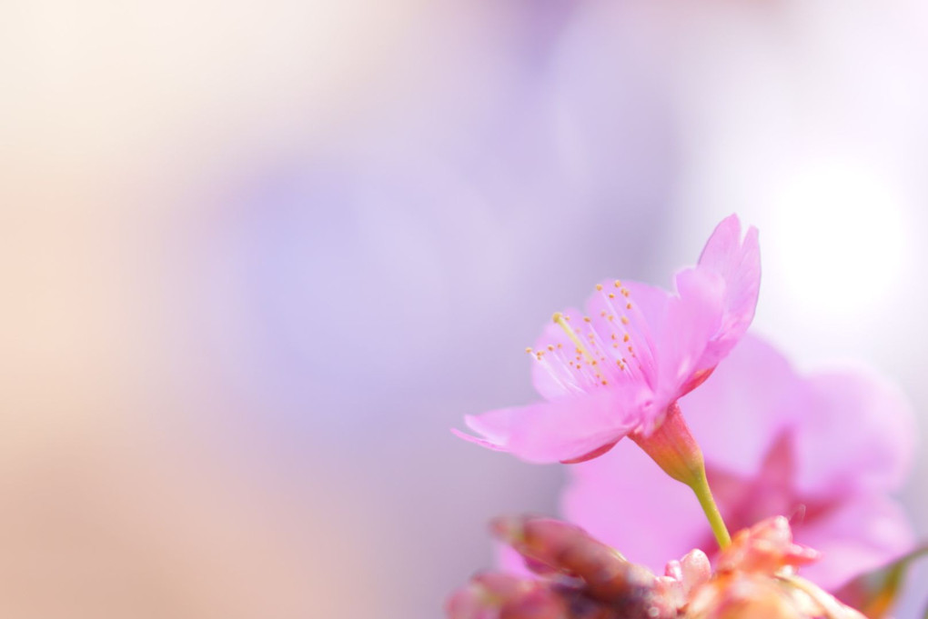 お花見日和