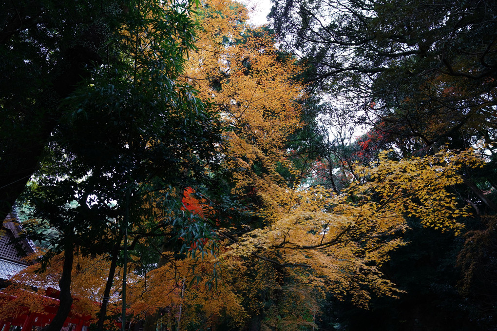 紅葉を撮ってみました