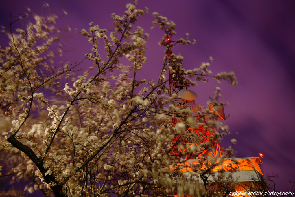 桜と電波塔。