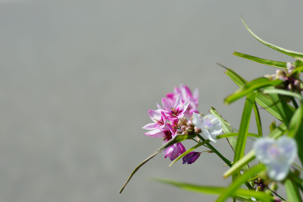 近くに咲く花