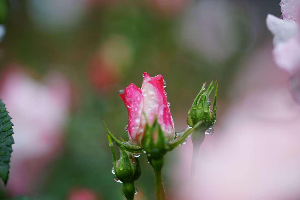 雨上がりの薔薇