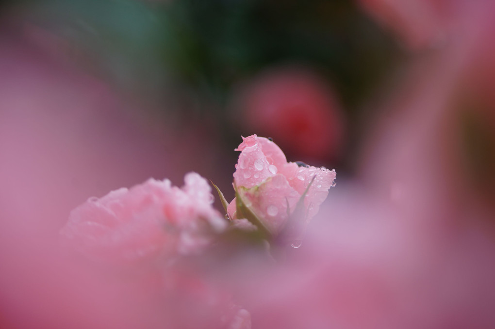 雨上がりの薔薇