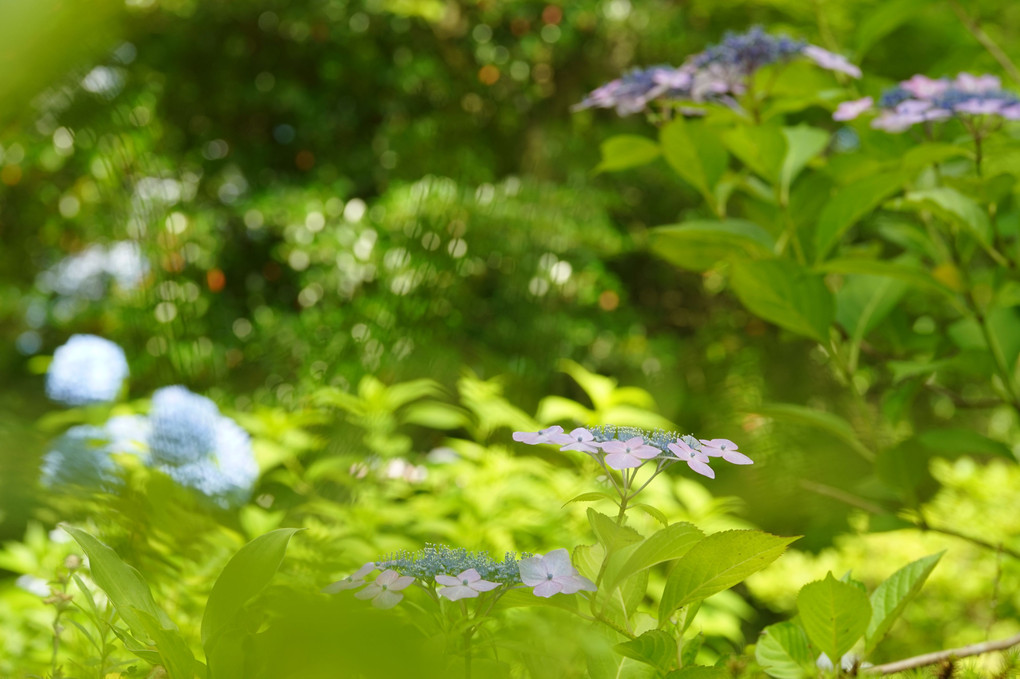 紫陽花の花々