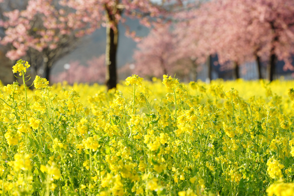 菜の花と桜