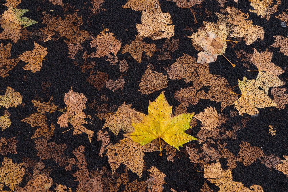 Pressed autumn leaves