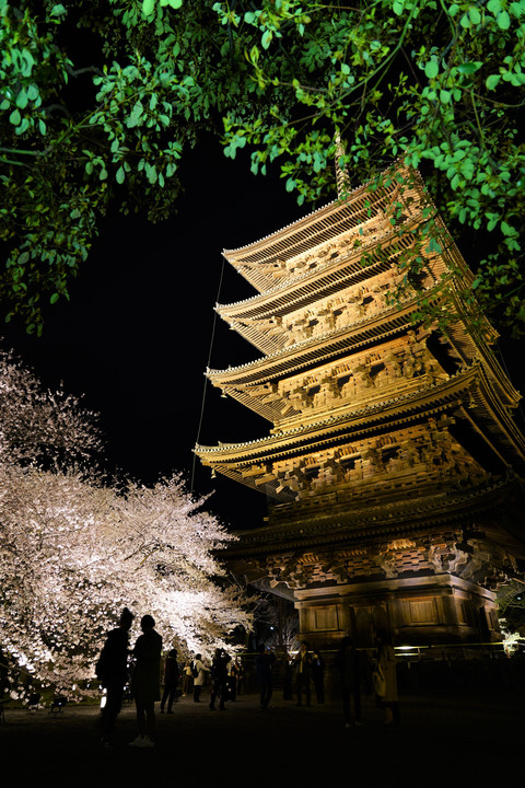 東寺の夜桜