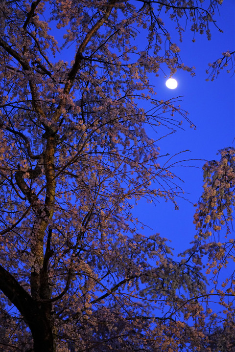 月夜の桜