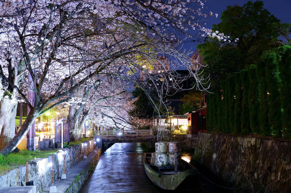 京都夜桜散歩🌸　其之壱（３枚）