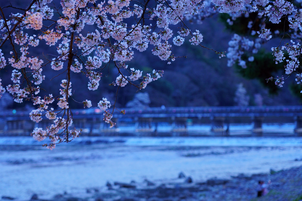 京都夜桜散歩🌸　其之壱（３枚）