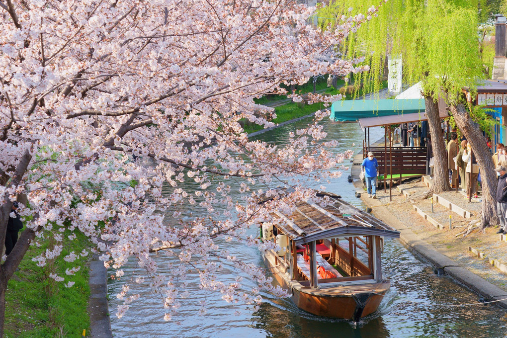 京都水辺の桜散歩🌸（６枚）