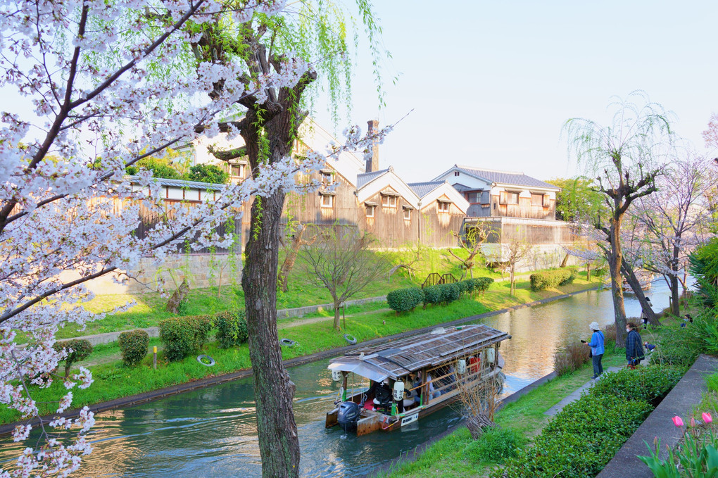 京都水辺の桜散歩🌸（６枚）