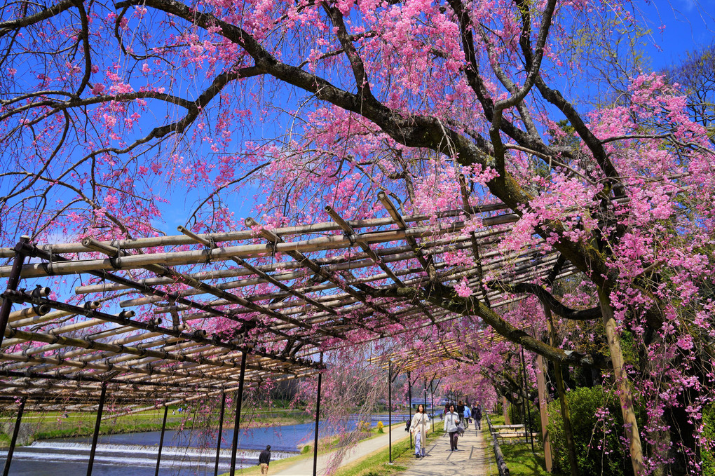 京都水辺の桜散歩🌸（６枚）