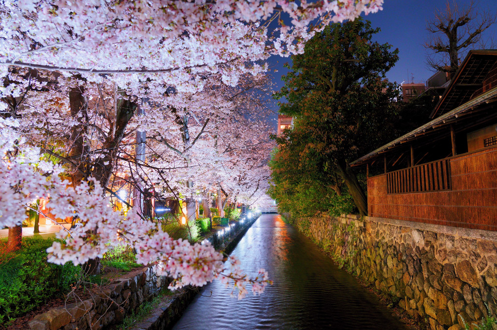 京都夜桜散歩🌸　其之弐（５枚）