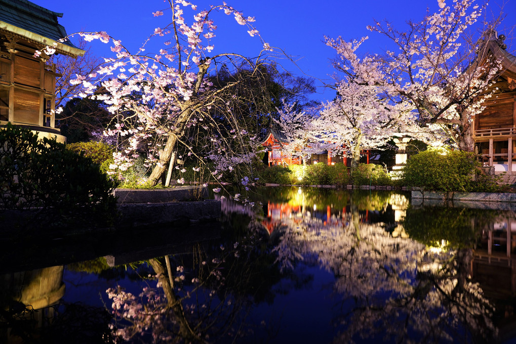 京都夜桜散歩🌸　其之弐（５枚）
