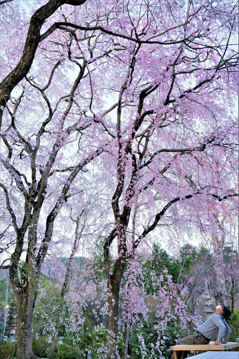 空いっぱいに桜咲く