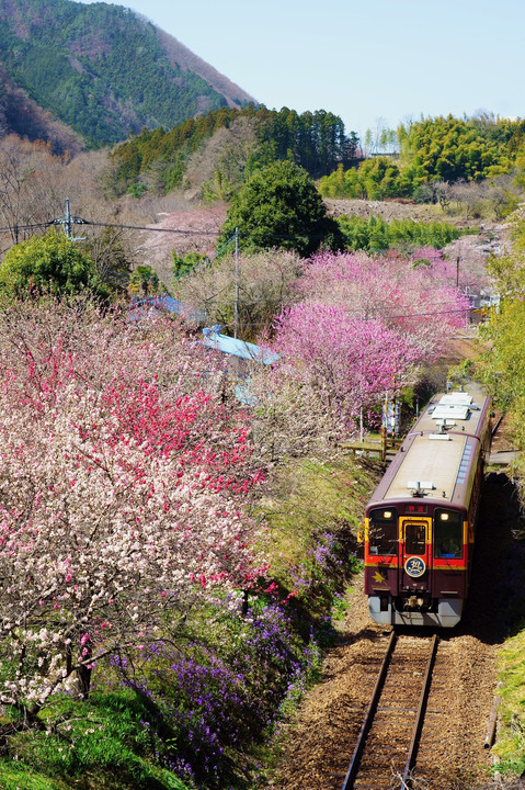春色の列車