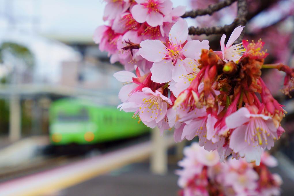 桃山駅の寒桜