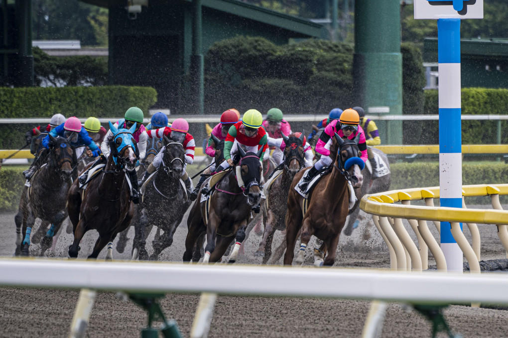 新潟夏競馬