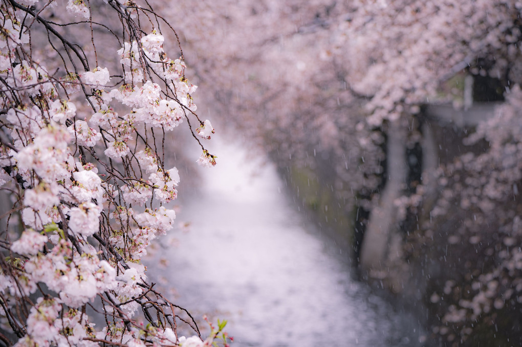 雪桜