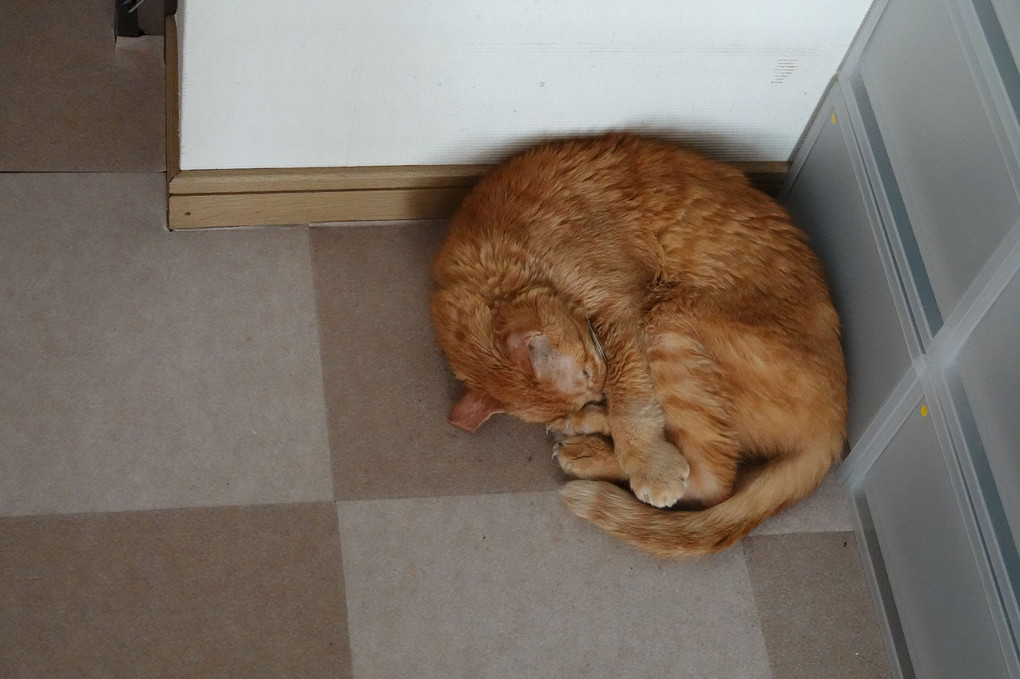 隅に眠る猫