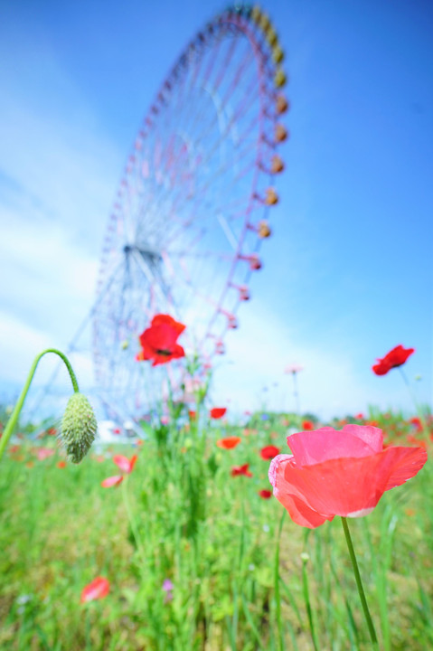 葛西臨海公園でお花を撮る
