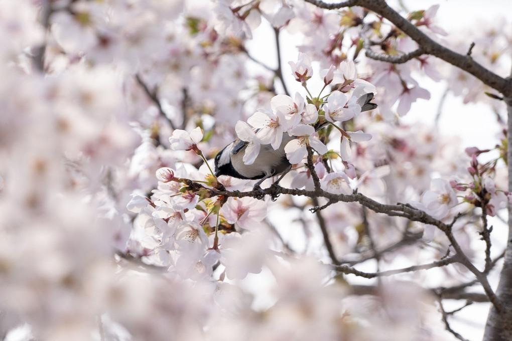 満開の桜並木
