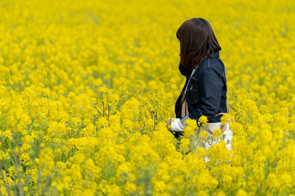 菜の花