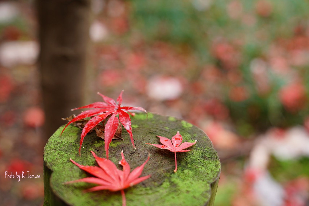 紅葉狩り