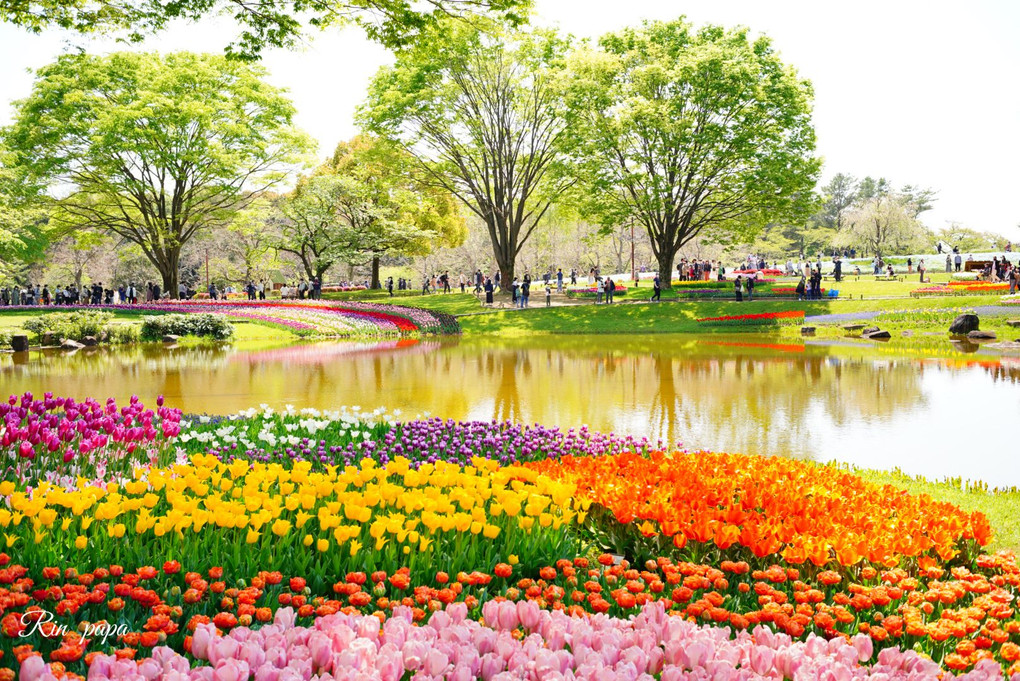 春色チューリップ咲く昭和記念公園
