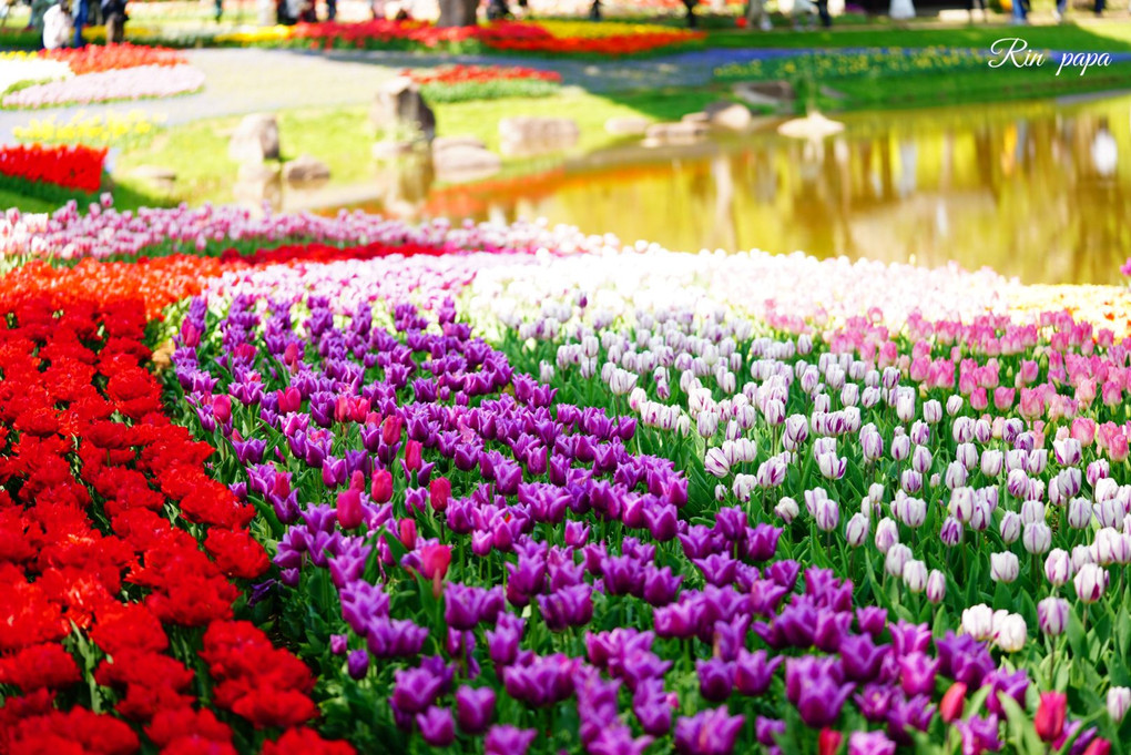 春色チューリップ咲く昭和記念公園